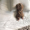Baby Long-Sleeved Men's And Women's Baby Spring And Autumn Romper Romper Romper Jumpsuit